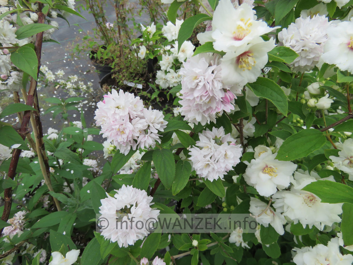Deutzia Rosea Plena 001.JPG